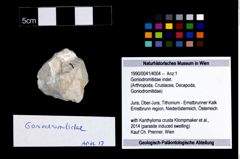 Foto (Objekt + Etikett) von Goniodromitidae indet.  (NHMW-GEO-1990-0041-4004)